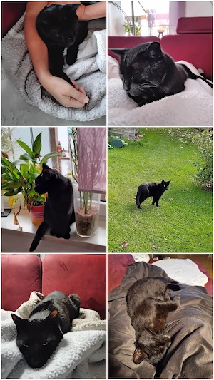 Dreijähriger, verschmuster, sportlicher Kater (kastriert)