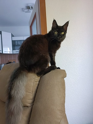 Maine Coon Mädchen 7 Monate 