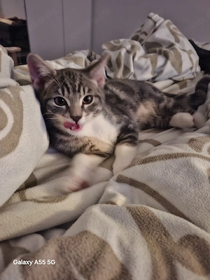 Kater abzugeben 