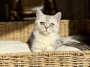 Wunderschöne Reinrassige Britisch Kurzhaar Kitten Silver Tabby Whiskas Black Silber Shaded BKH Weiß