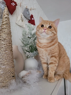 Kater abzugeben