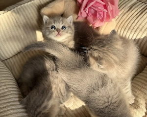 Reinrassige BKH Kitten Tabby Tiger Blotched Whiskas Shaded Blue Golden Silver Britisch Kurzhaar 