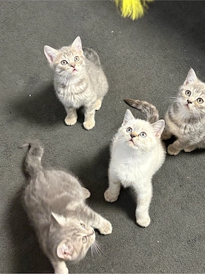 Kitten suchen ein neues zu Hause