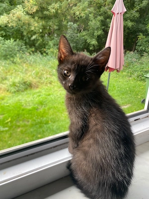 Kleine Katzen zu abgeben 