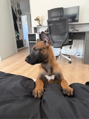 Malinios Welpe (Belgischer Schäferhund)