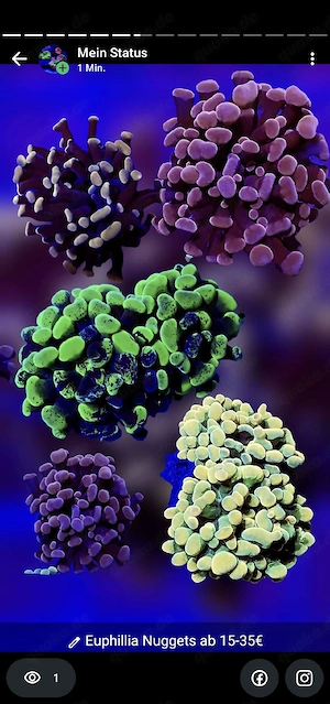 Meerwasser Euphyllia 