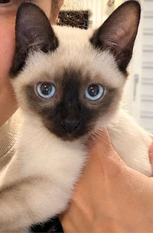 Siam-Kitten (13 Wochen) in liebevolle Hände abzugeben   
