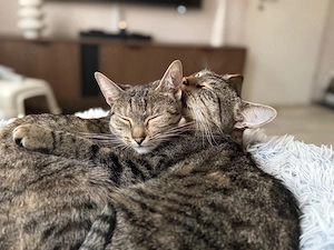 Cleo & Jack suchen ihr Für-Immer-Zuhause
