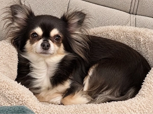 Chihuahua Hündin 6 Jahre