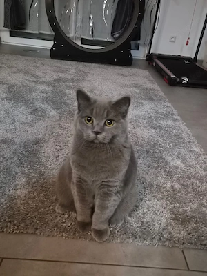 bkh kitten  letzte junge