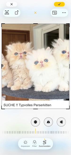 suche perserkitten weiblich