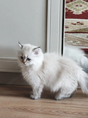    Verspielter kleiner Kater sucht ein liebevolles Zuhause