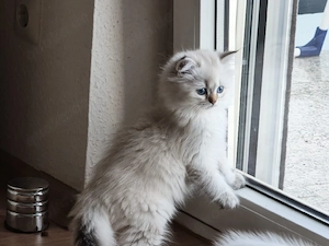    Verspielter kleiner Kater sucht ein liebevolles Zuhause