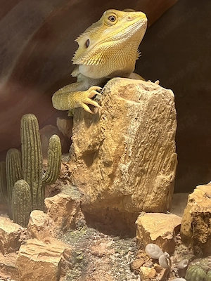 Bartargame Pogona Vitticeps