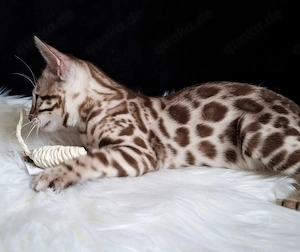 Bengal Kitten Geschwister Auszugsbereit Liebhaber Kätzchen Snow Mink Stammbaum Ticacats