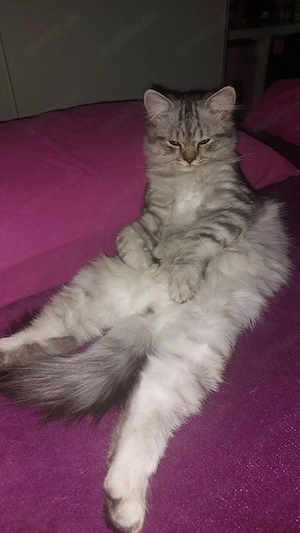 BLH Kitten Kater