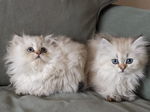    Zwei süße Katzenmädchen suchen ein liebevolles Zuhause