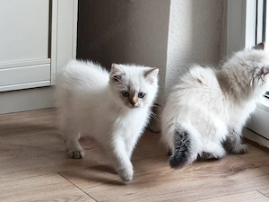    Süßes Katzenmädchen sucht ein liebevolles Zuhause