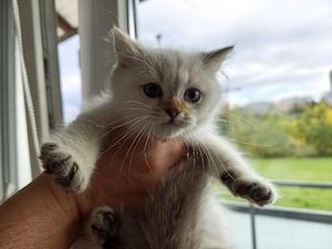    Süßes Katzenmädchen sucht ein liebevolles Zuhause