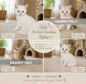  Süße Britisch Kurzhaar Kitten   2 Mädchen & 2 Jungen. BKH Kitten 