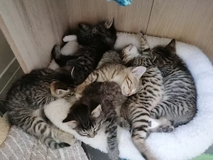 Bengal Kitten 