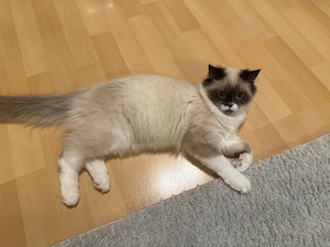 3 wunderschöne Ragdoll-Kätzchen suchen ein liebevolles Zuhause