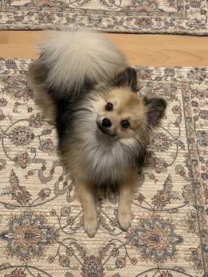 Liebevoller Pomeranian-Chihuahua-Mix Rüde sucht ein neues Zuhause