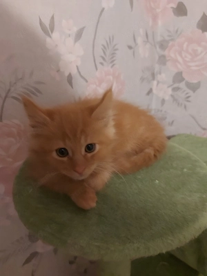 kater suchen  neues Zuhause.  