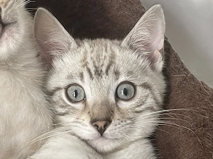 Snow Bengal Kitten Seal Mink & Seal Lynx