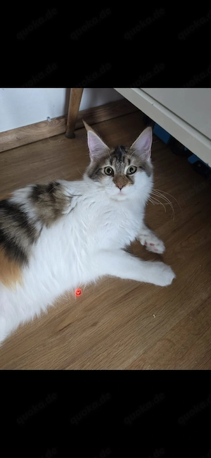 Maine coon Mädels 