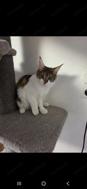 Maine coon Mädels 
