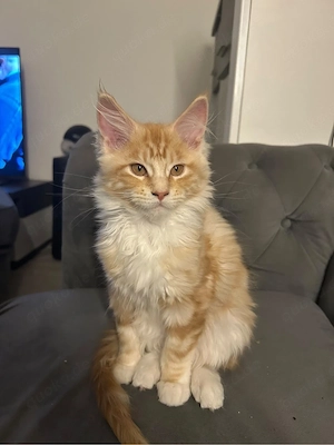 süsse reinrassige maine coon kitten wir suchen ein neues zuhause 