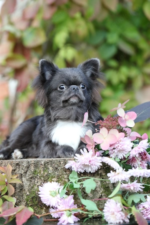 Chihuahua-Welpe