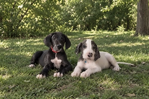 Deutsche Doggen Welpen 