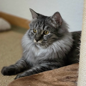 Schöner Mix Kater abzugeben. Kastriert. 