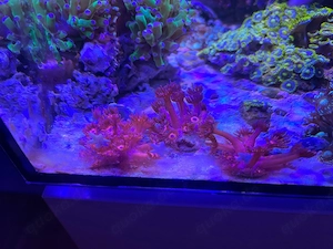 5  Korallenableger aus Meerwasseraquarium abzugeben