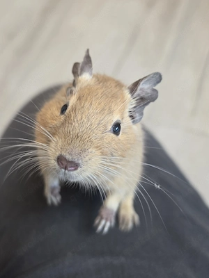 Degu Senior Captain America 