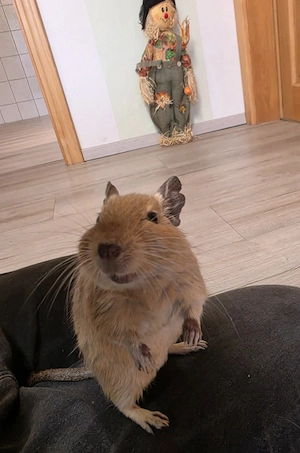 Degu Senior Captain America 