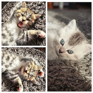 EKH BKH Kitten Katzenbabys