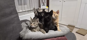 Katzenbabys