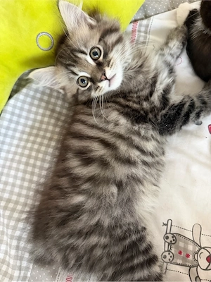 diese süß japanische bobtail maine coon mix prinzessin sucht noch ein zuhause 