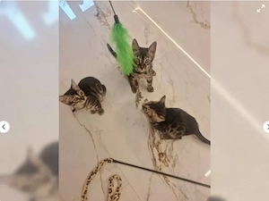 Liebevolle reinrassige Bengal Kitten abzugeben