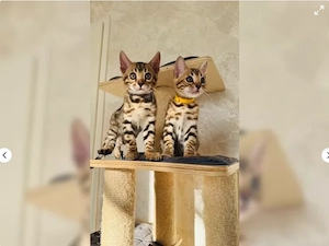 Liebevolle reinrassige Bengal Kitten abzugeben