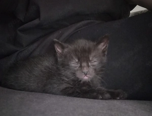    Letzter kleiner Kater sucht sein Für-immer-Zuhause!   