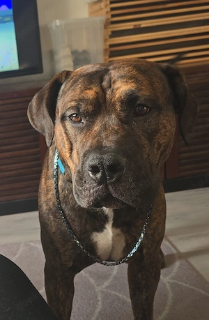 Hund sucht neues Zuhause 