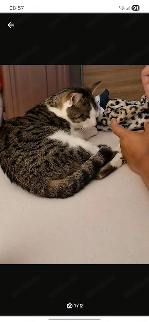 Kater 2 Jahre alt 