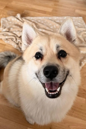 1-jähriger Pomsky Rüde sucht liebevolles Zuhause 
