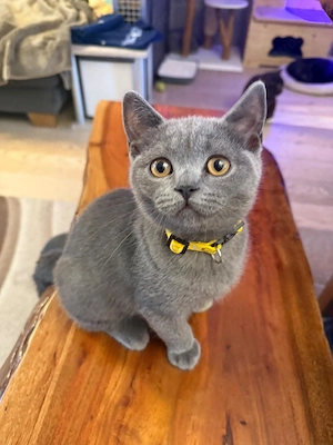 Britisch Kurzhaar Kitten suchen liebevolles zu Hause 