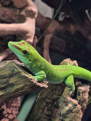 (Grandis) Großer Madagaskar Tag Gecko jungtiere abzugeben 