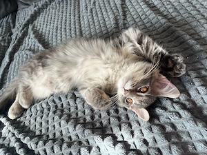 Verschmuste Maine Coon   Norwegische Waldkatze Kitte